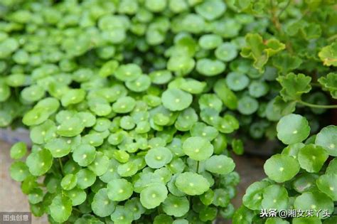 鏡面草風水|【鏡面草風水】鏡面草招財開運！必看8種風水擺放法